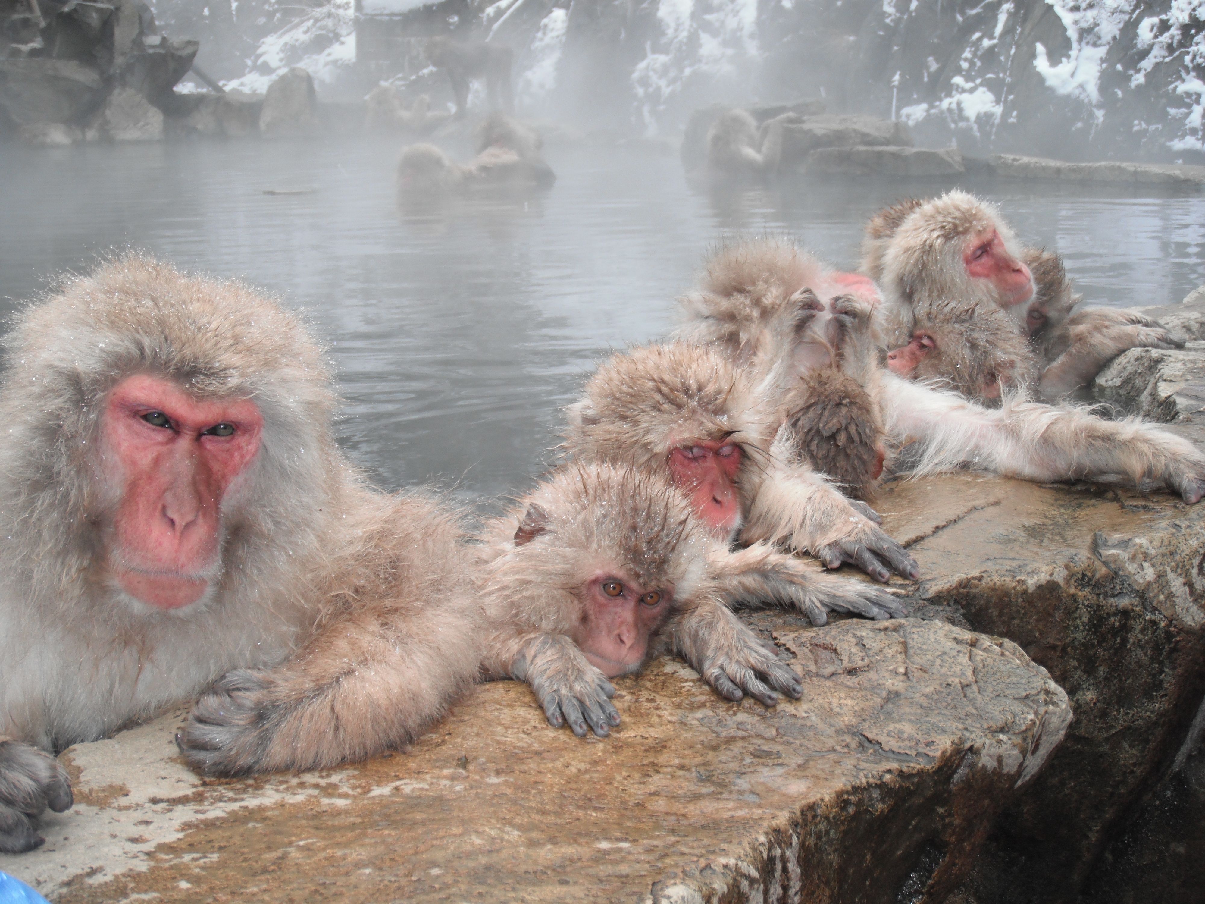 Japanese Macaques 